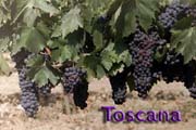 U091_Toscana