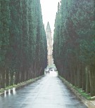 Memorial Avenue of trees down to Church