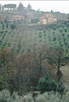 Tuscan hill farm in the Olive Grove
